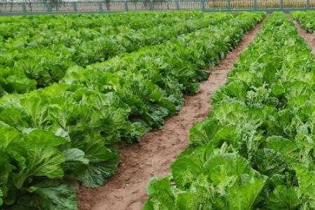 �ײ˲���ʲôԭ����η��ΰײ˲���_�߲���ֲ