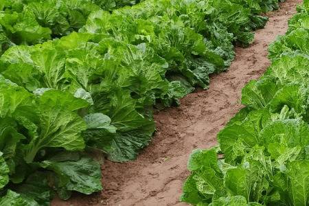 һĶ�ײ��ܲ����ٹ���_�߲���ֲ