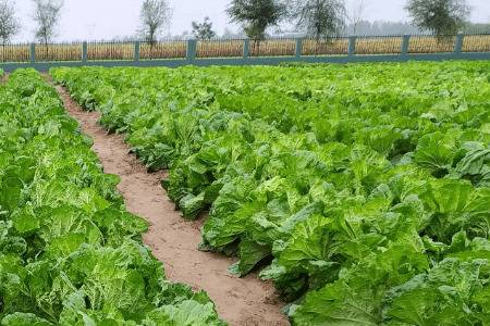 �ײ˵������¶ȣ��ײ˵���������_�߲���ֲ