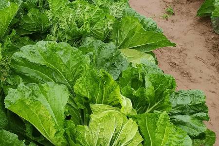 �ײ�������������ʲôҩ_�߲���ֲ