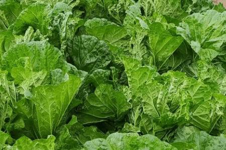 �ײ˴���ҩ����ܳ�_�߲���ֲ