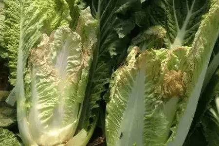 白菜烂根烂心打什么药_蔬菜种植