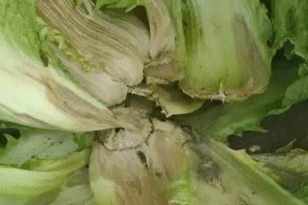 白菜烂根烂心什么原因_蔬菜种植