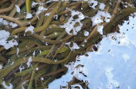 �����������ķ���_��ֳ�ʴ�