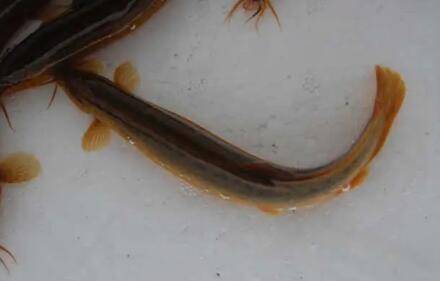 养泥鳅能不能喂米饭_养殖问答