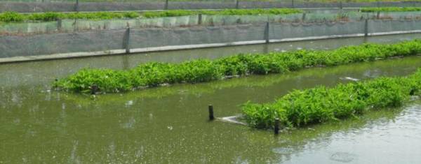 泥鳅养殖池怎么建造_养殖问答