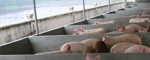 猪场选址的基本要求_养殖问答