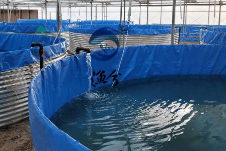 室内淡水虾的养殖条件_养虾