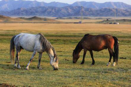 哈萨克马与蒙古马及河曲马简介_养驴