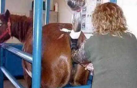 马怎么受精,马配种多长时间_养驴