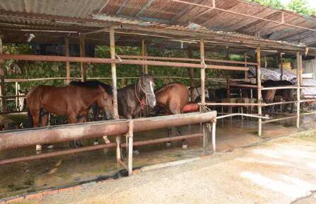 马厩的建造要求及马的饲喂要求_养驴