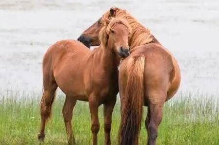 马是怎么配种的,自由交配与控制交配哪个好_养驴