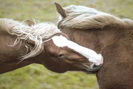 �����ֺ��ò���_��¿