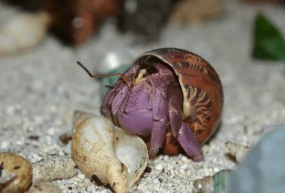 寄居蟹500毫升水放多少盐合适_养蟹