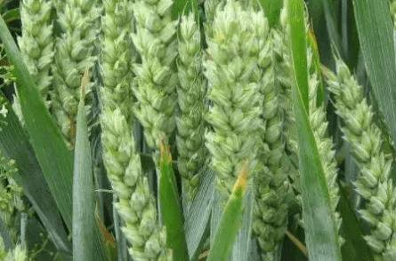 郑麦7698小麦品种_种植问答