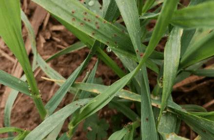 冬季小麦感染红蜘蛛怎么办?_种植问答