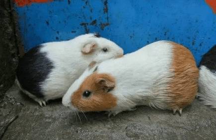 长耳豚鼠会不会打洞_养殖问答