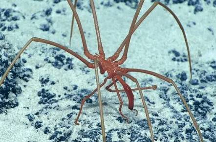 海蜘蛛是海里的蜘蛛吗?_养殖问答