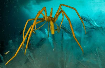 ��֩���ǲ�������_��ֳ�ʴ�