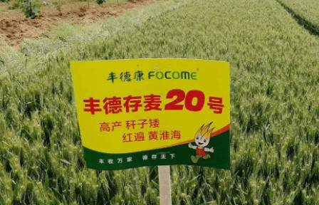 丰德存20小麦品种特性_种植问答