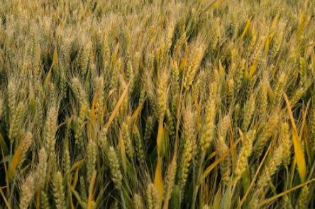 泛麦5号小麦品种有哪些特点_种植问答