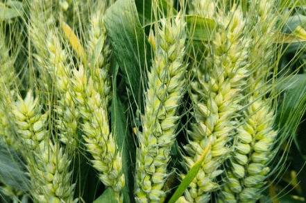 ����38С��Ʒ�ֵ��ص�_��ֲ�ʴ�