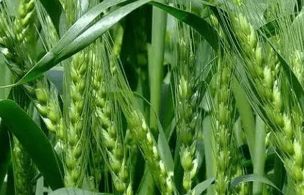 С��һĶ���ܲ����ٽ�_��ֲ�ʴ�