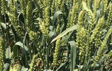 �Ӵ�518С��Ʒ�ֵ��ص�_��ֲ�ʴ�