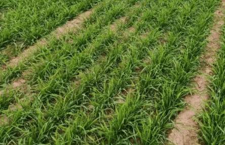 �˺�115С��Ʒ�ֵ��ص�˵��_��ֲ�ʴ�