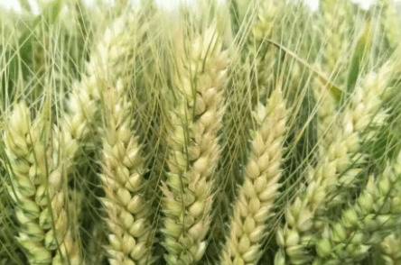 С��ϲ����Щ����_��ֲ�ʴ�