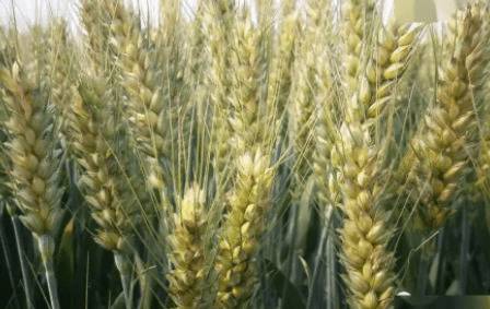 ��ũ99С��Ʒ�ֵ��ص�_��ֲ�ʴ�