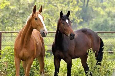 ������ô��ֳ�ģ�_��¿