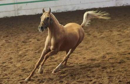 养马要办哪些手续_养驴