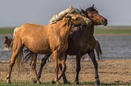 ���ķ�ֳ��ʽ����������_��¿