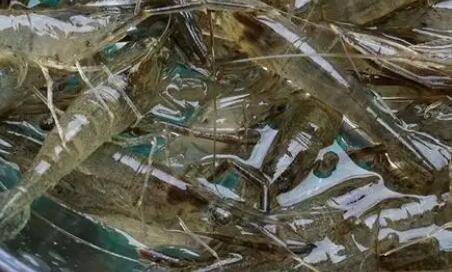 野生河虾一年繁殖几次_养鱼