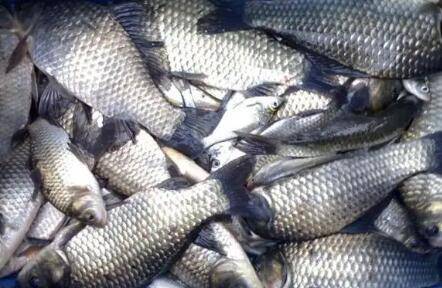 鲫鱼一年繁殖几次_养鱼