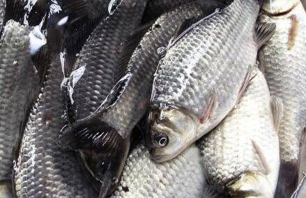 鲫鱼的生长周期有多长_养鱼