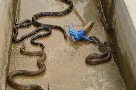 养蛇人为什么不怕蛇咬_养蛇