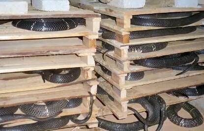 养蛇人为什么不怕蛇咬_养蛇