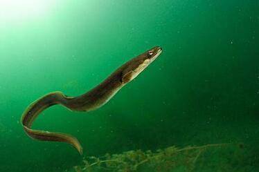 鳗鱼有没有毒_养鱼