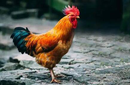 �����������Գ���_����