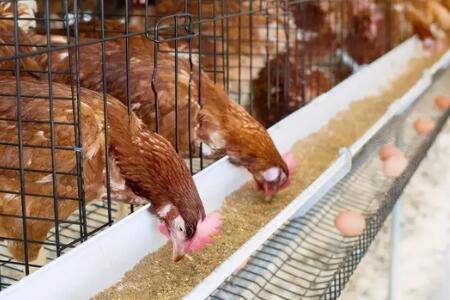 ����ʳ���ļ��㷽��_����