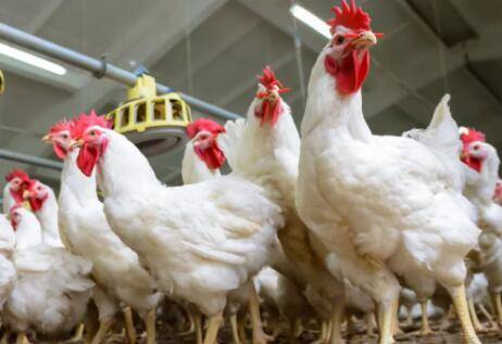 �⼦��ʳ����ʲôԭ��_����