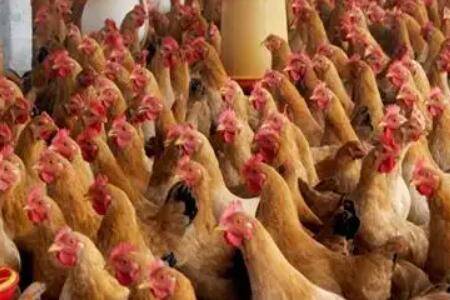 ��С�մ�ι��ʱ���������ٺ���_����