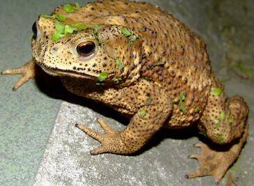 ������߶���_����