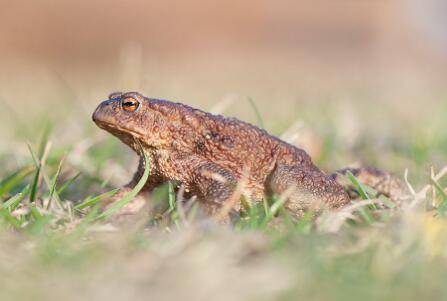 蟾蜍背上的疙瘩叫什么_养蛙