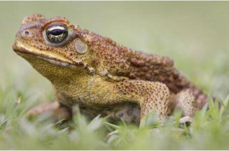 蟾蜍怕什么味道_养蛙