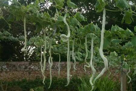 �߹��ж೤_�߲���ֲ