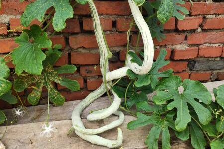 �߹�Ҫ��ҪȥƤȥ��_�߲���ֲ