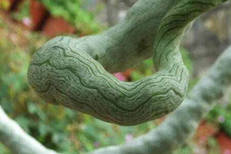 �߹�Ҫ��ҪȥƤȥ��_�߲���ֲ